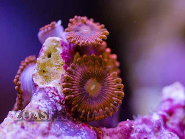 CB Red Aphrodity